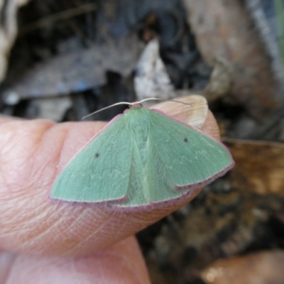 Chlorocoma externa (Spotted-fringe Emerald) at Mongarlowe River - 8 May 2023 by arjay