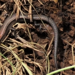 Lampropholis delicata (Delicate Skink) at Harrison, ACT - 19 Oct 2022 by AndyRoo