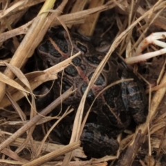 Limnodynastes tasmaniensis at Franklin, ACT - 19 Oct 2022