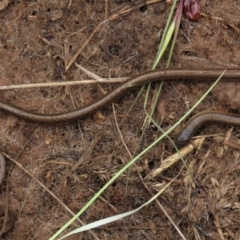 Delma impar (Striped Legless-lizard) at Budjan Galindji (Franklin Grassland) Reserve - 23 Nov 2022 by AndyRoo