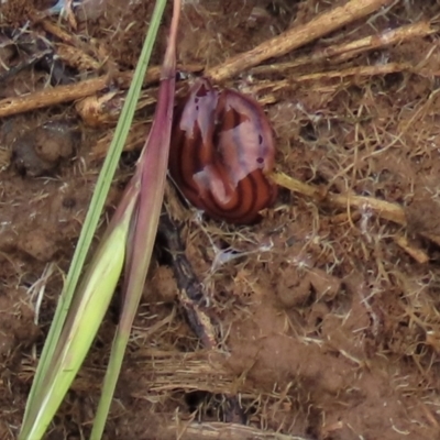 Anzoplana trilineata (A Flatworm) at Budjan Galindji (Franklin Grassland) Reserve - 23 Nov 2022 by AndyRoo