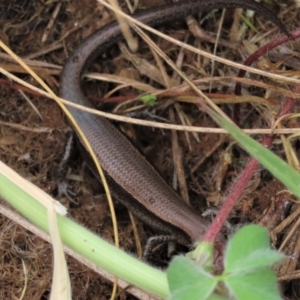 Lampropholis delicata at Harrison, ACT - 23 Nov 2022 10:31 AM