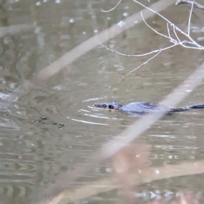 Hydromys chrysogaster (Rakali or Water Rat) at Thurgoona, NSW - 30 May 2023 by Darcy