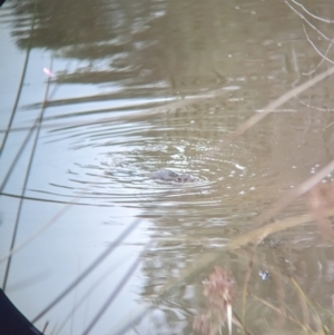 Hydromys chrysogaster at Thurgoona, NSW - 30 May 2023