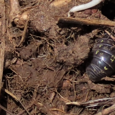 Armadillidium vulgare (Slater bug, woodlouse, pill bug, roley poley) at Budjan Galindji (Franklin Grassland) Reserve - 23 Nov 2022 by AndyRoo