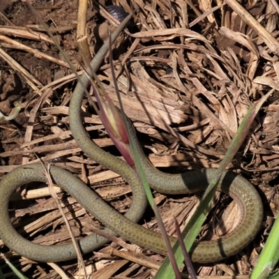 Delma impar (Striped Legless-lizard) at Harrison, ACT - 23 Nov 2022 by AndyRoo