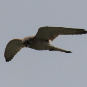 Falco cenchroides at Franklin, ACT - 23 Nov 2022 01:21 PM