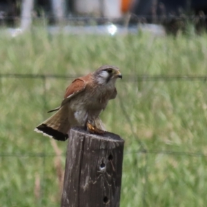 Falco cenchroides at Franklin, ACT - 23 Nov 2022 01:21 PM