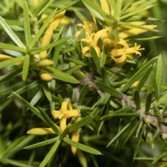 Persoonia juniperina (Prickly Geebung) at Green Cape, NSW - 2 Mar 2023 by Steve63