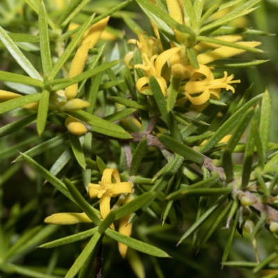 Persoonia juniperina (Prickly Geebung) at Green Cape, NSW - 2 Mar 2023 by Steve63