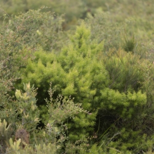 Persoonia juniperina at Green Cape, NSW - 3 Mar 2023