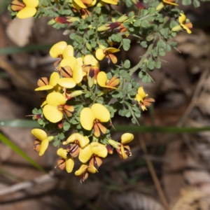 Bossiaea obcordata at Bournda, NSW - 21 Sep 2022