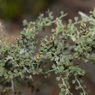 Bossiaea obcordata (Spiny Bossiaea) at Bournda National Park - 24 Aug 2022 by Steve63