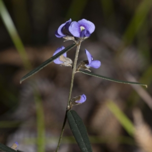 Hovea heterophylla at Bournda, NSW - 24 Aug 2022