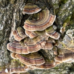 Trametes versicolor (Turkey Tail) at Higgins, ACT - 30 May 2023 by Jillw