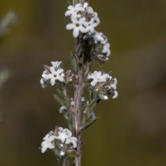 Leucopogon microphyllus var. pilibundus (Hairy Beard Heath) at East Boyd State Forest - 24 Aug 2022 by Steve63