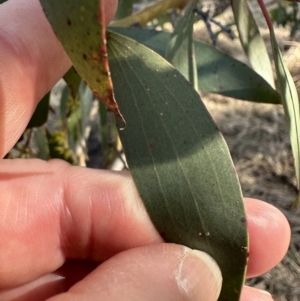 Eucalyptus stellulata at Rendezvous Creek, ACT - 30 May 2023 01:08 PM