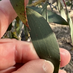 Eucalyptus stellulata at Rendezvous Creek, ACT - 30 May 2023