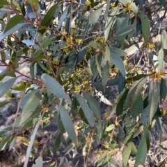 Eucalyptus stellulata at Rendezvous Creek, ACT - 30 May 2023 01:08 PM