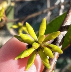 Eucalyptus stellulata at Rendezvous Creek, ACT - 30 May 2023