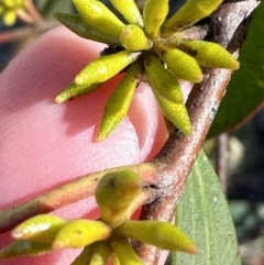 Eucalyptus stellulata at Rendezvous Creek, ACT - 30 May 2023 01:08 PM