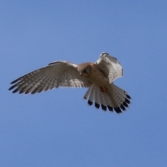 Falco cenchroides (Nankeen Kestrel) at Gordon, ACT - 30 May 2023 by RodDeb