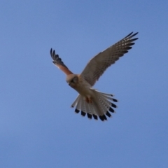 Falco cenchroides at Gordon, ACT - 30 May 2023