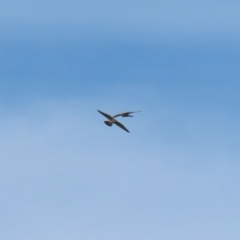 Falco cenchroides at Gordon, ACT - 30 May 2023 12:12 PM