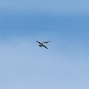 Falco cenchroides at Gordon, ACT - 30 May 2023 12:12 PM