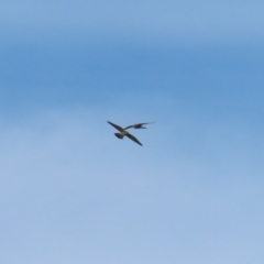 Falco cenchroides at Gordon, ACT - 30 May 2023