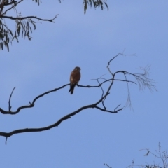 Falco cenchroides at Gordon, ACT - 30 May 2023 12:12 PM