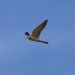 Falco cenchroides at Gordon, ACT - 30 May 2023 12:12 PM