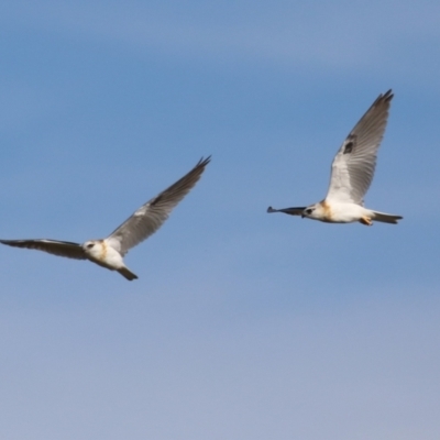 Elanus axillaris (Black-shouldered Kite) at Gordon, ACT - 30 May 2023 by RodDeb