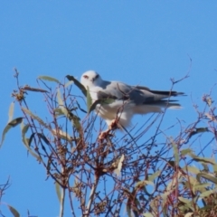 Elanus axillaris at Gordon, ACT - 30 May 2023