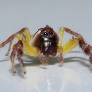 Mopsus mormon at Wellington Point, QLD - suppressed