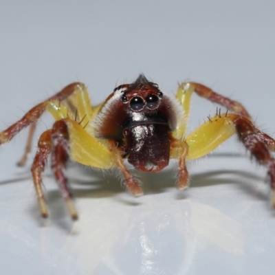 Mopsus mormon (Green Jumping Spider) at Wellington Point, QLD - 20 Apr 2023 by TimL