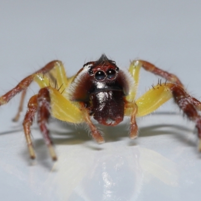 Unidentified Jumping or peacock spider (Salticidae) at Wellington Point, QLD - 20 Apr 2023 by TimL