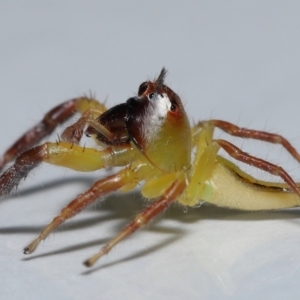 Mopsus mormon at Wellington Point, QLD - suppressed