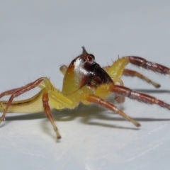 Mopsus mormon at Wellington Point, QLD - suppressed