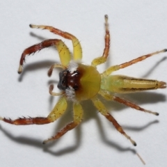 Mopsus mormon at Wellington Point, QLD - suppressed