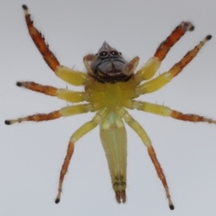 Mopsus mormon at Wellington Point, QLD - suppressed