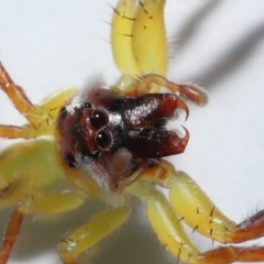 Mopsus mormon (Green Jumping Spider) at Wellington Point, QLD - 20 Apr 2023 by TimL