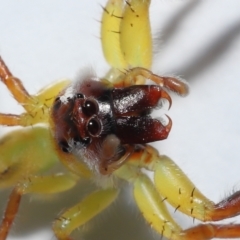 Unidentified Jumping & peacock spider (Salticidae) at Wellington Point, QLD - 20 Apr 2023 by TimL