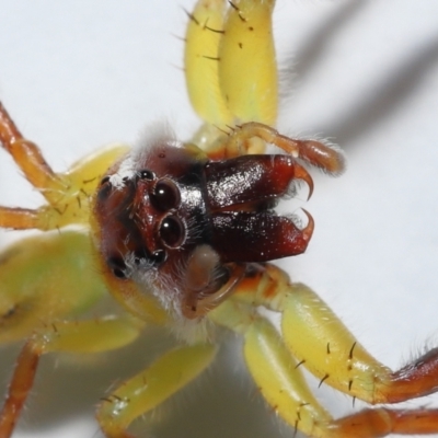 Unidentified Jumping or peacock spider (Salticidae) at Wellington Point, QLD - 20 Apr 2023 by TimL