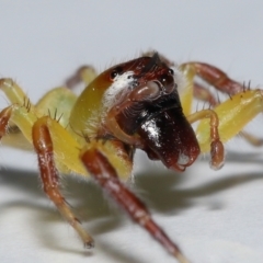 Mopsus mormon at Wellington Point, QLD - suppressed