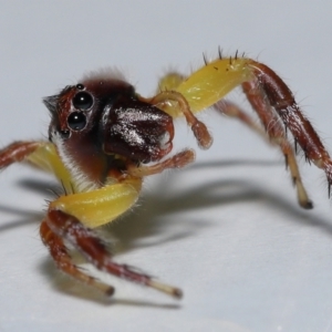 Mopsus mormon at Wellington Point, QLD - suppressed