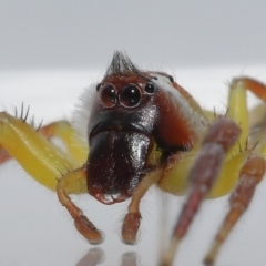Mopsus mormon at Wellington Point, QLD - suppressed