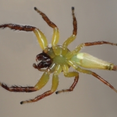 Mopsus mormon at Wellington Point, QLD - suppressed