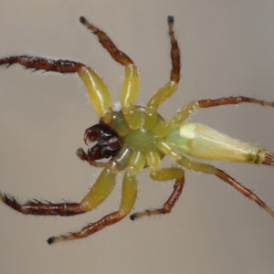 Mopsus mormon at Wellington Point, QLD - suppressed