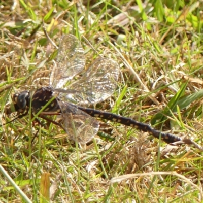 Austroaeschna obscura (Sydney Mountain Darner) at Colo Vale - 18 May 2023 by Curiosity